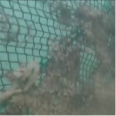 水產(chǎn)養(yǎng)殖網(wǎng)箱清洗的幾種方法優(yōu)缺點(diǎn)比較